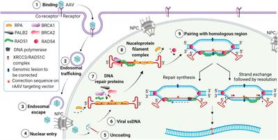 The Role of Recombinant AAV in Precise Genome Editing